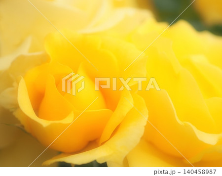 バラ(ゴールド バニー aff20260515081046) バラ(ゴールド バニー aff20260515081046) 140458987