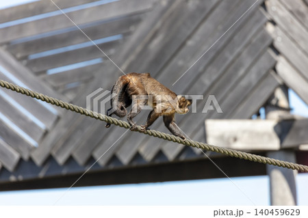 A Tufted Capuchin monkey walking on a rope A Tufted Capuchin monkey walking on a rope 140459629