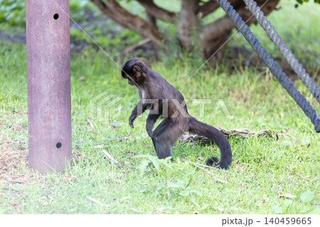 A Tufted Capuchin monkey walking in a grassy field A Tufted Capuchin monkey walking in a grassy field 140459665