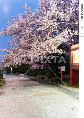 国立劇場前に咲く夜桜 140459968