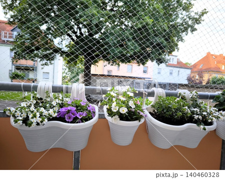 White plastic pots containing blooming white and purple petunias, attached to a balcony railing. White plastic pots containing blooming white and purple petunias, attached to a balcony railing. 140460328