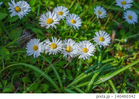 春の野原に咲く愛らしい白いデージーの花々 春の野原に咲く愛らしい白いデージーの花々 140460342