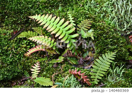 赤目渓谷で見たシダ植物のシシガシラの若葉とハナゴケ属の地衣類が混在する綺麗な苔の絨毯 赤目渓谷で見たシダ植物のシシガシラの若葉とハナゴケ属の地衣類が混在する綺麗な苔の絨毯 140460369