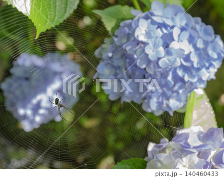 紫陽花を背景に紡がれた蜘蛛の巣の芸術 紫陽花を背景に紡がれた蜘蛛の巣の芸術 140460433