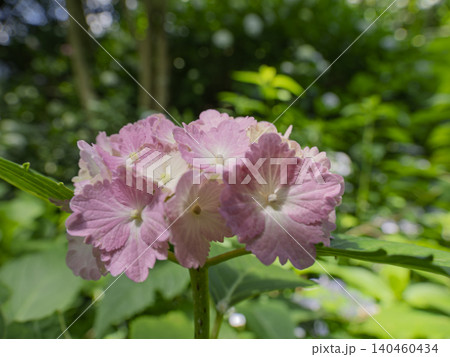 木漏れ日に微笑む可憐なピンク紫陽花 木漏れ日に微笑む可憐なピンク紫陽花 140460434