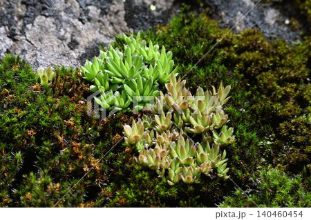 六甲見た緑色と茶緑色のツメレンゲと周りの苔の絨毯が綺麗な岩場の様子 六甲見た緑色と茶緑色のツメレンゲと周りの苔の絨毯が綺麗な岩場の様子 140460454