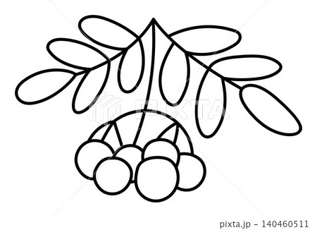 Vector black and white cartoon rowan berries twig clipart. Woodland, forest, garden brunch plant line icon isolated on white background. Forest nature berry illustration, coloring page Vector black and white cartoon rowan berries twig clipart. Woodland, forest, garden brunch plant line icon isolated on white background. Forest nature berry illustration, coloring page 140460511