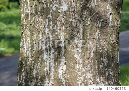 Pinus armandii Bark Texture with Fissured Surface Detail Pinus armandii Bark Texture with Fissured Surface Detail 140460528