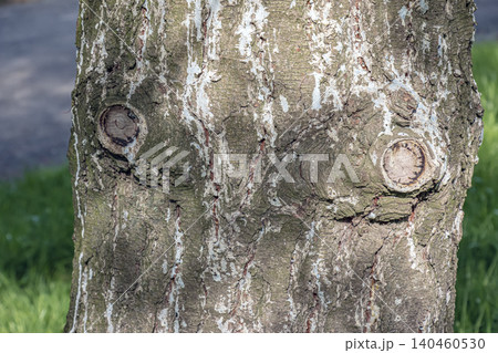 Pinus armandii Bark with Natural Cracks and Woody Texture Pinus armandii Bark with Natural Cracks and Woody Texture 140460530