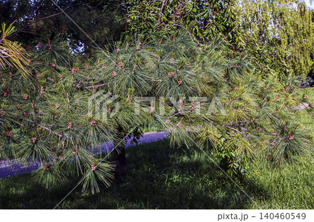 Pinus armandii Male Cones on Evergreen Branch Pinus armandii Male Cones on Evergreen Branch 140460549