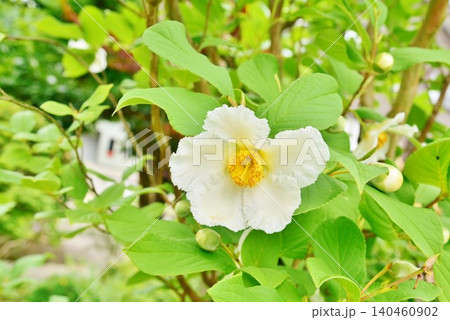初夏に咲く白い夏椿の花 初夏に咲く白い夏椿の花 140460902