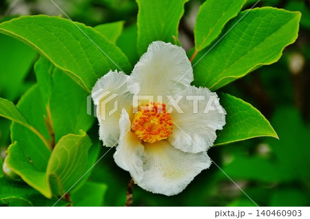 初夏に咲く白い夏椿の花 初夏に咲く白い夏椿の花 140460903