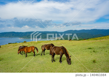 都井岬の小松ヶ丘の野生馬と海岸風景 都井岬の小松ヶ丘の野生馬と海岸風景 140461084