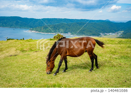 都井岬の小松ヶ丘の野生馬と海岸風景 都井岬の小松ヶ丘の野生馬と海岸風景 140461086