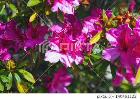 Background with pink azalea flowers on a bush in spring in Asia close-up. Beautiful bright red flowers from the genus Rhododendron macro in park in Vietnam Background with pink azalea flowers on a bush in spring in Asia close-up. Beautiful bright red flowers from the genus Rhododendron macro in park in Vietnam 140461122