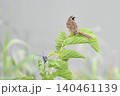 ホオジロとカミキリムシ 140461139