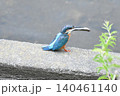幼鳥に餌を与えるカワセミさん 140461140