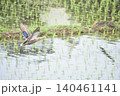 水面を飛ぶカルガモ 140461141