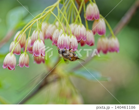 花の蜜を吸うハナアブ 花の蜜を吸うハナアブ 140461186
