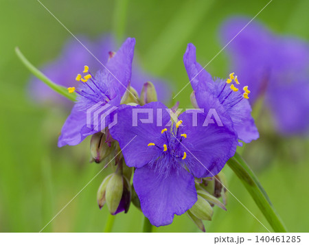 紫露草の花 紫露草の花 140461285