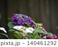 古民家で静かに咲く紫陽花 140461292