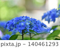 青い紫陽花 140461293