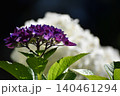 佇む紫陽花 140461294