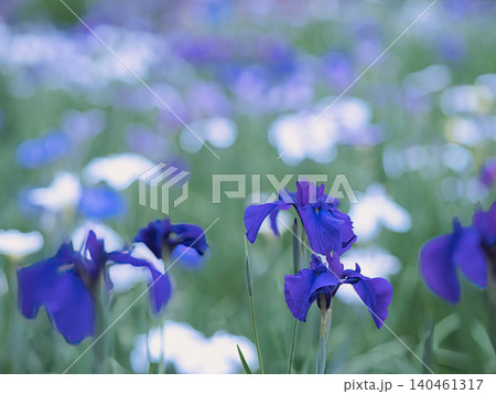 青い菖蒲 青い菖蒲 140461317