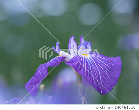花菖蒲一輪 花菖蒲一輪 140461319