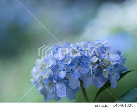 青い紫陽花 青い紫陽花 140461320