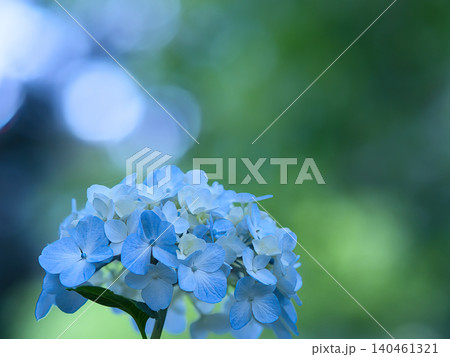 青い紫陽花 青い紫陽花 140461321