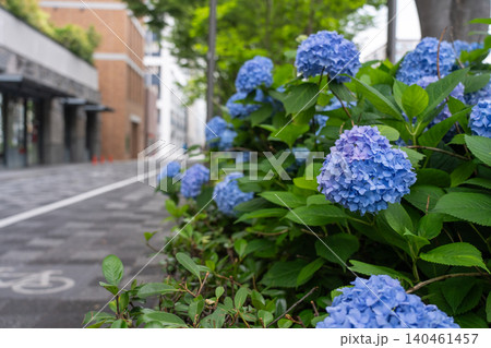 京都市中京区の御池通の歩道を彩る紫陽花を撮影 140461457