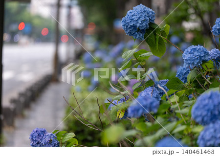 京都市中京区の御池通の歩道を彩る紫陽花を撮影 140461468
