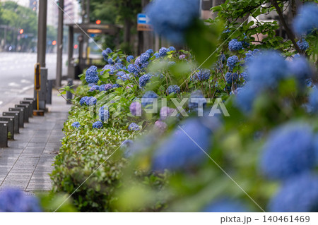 京都市中京区の御池通の歩道を彩る紫陽花を撮影 京都市中京区の御池通の歩道を彩る紫陽花を撮影 140461469