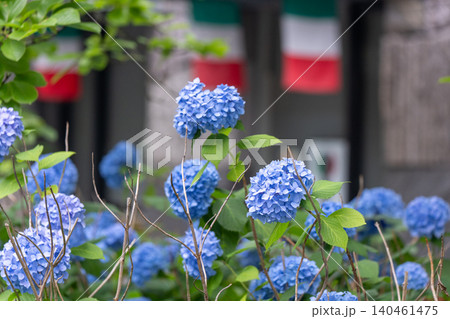 京都市中京区の御池通の歩道を彩る紫陽花を撮影 140461475