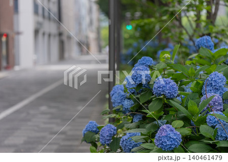 京都市中京区の御池通の歩道を彩る紫陽花を撮影 京都市中京区の御池通の歩道を彩る紫陽花を撮影 140461479