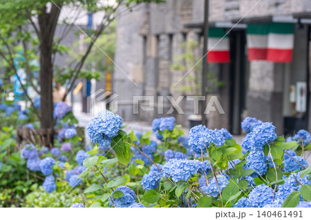 京都市中京区の御池通の歩道を彩る紫陽花を撮影 京都市中京区の御池通の歩道を彩る紫陽花を撮影 140461491