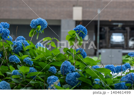 京都市中京区の御池通の歩道を彩る紫陽花を撮影 京都市中京区の御池通の歩道を彩る紫陽花を撮影 140461499