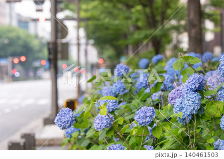 京都市中京区の御池通の歩道を彩る紫陽花を撮影 140461503