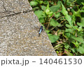 遊歩道のブロックの上で羽を休めるシオカラトンボ 140461530