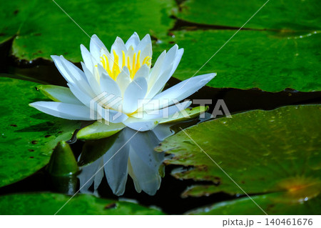 白い睡蓮の花と葉 140461676