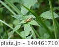 葉っぱの上にとまったバッタの幼虫 140461710