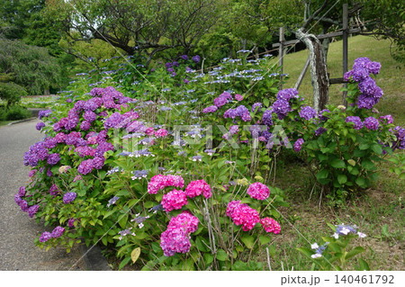知多市旭公園の紫陽花 知多市旭公園の紫陽花 140461792