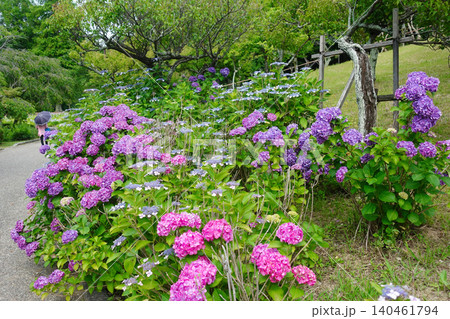 知多市旭公園の紫陽花 知多市旭公園の紫陽花 140461794