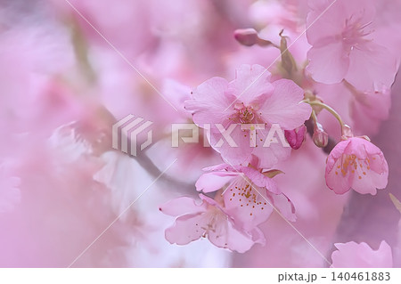 ピンク色の可愛い河津桜 ピンク色の可愛い河津桜 140461883