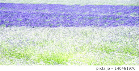 夏の北海道のブランドイメージである富良野周辺のラベンダー畑 140461970