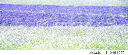夏の北海道のブランドイメージである富良野周辺のラベンダー畑 140461971