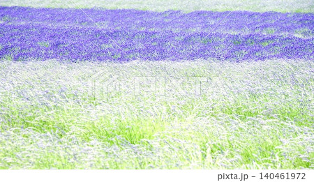 夏の北海道のブランドイメージである富良野周辺のラベンダー畑 140461972