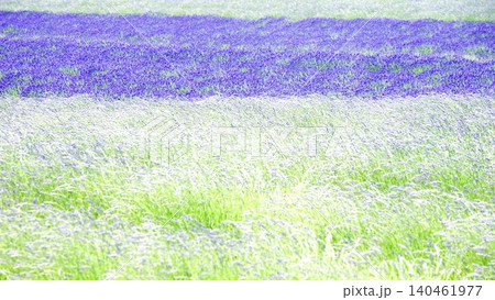 夏の北海道のブランドイメージである富良野周辺のラベンダー畑 夏の北海道のブランドイメージである富良野周辺のラベンダー畑 140461977