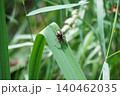 緑の葉の上で卵を守るコモリグモ 140462035